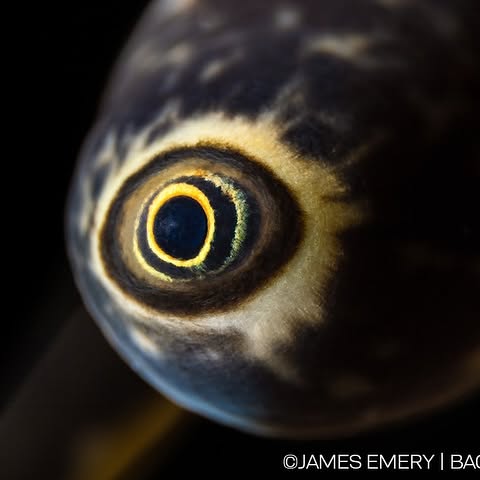 Post by backscattervideophoto