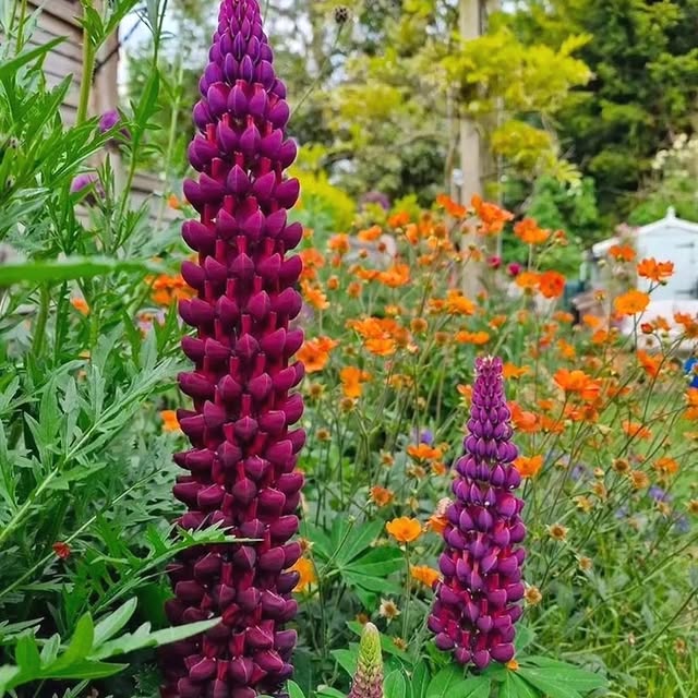 Post by gardening.paeet