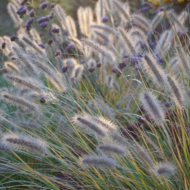 Post by garten_und_hof