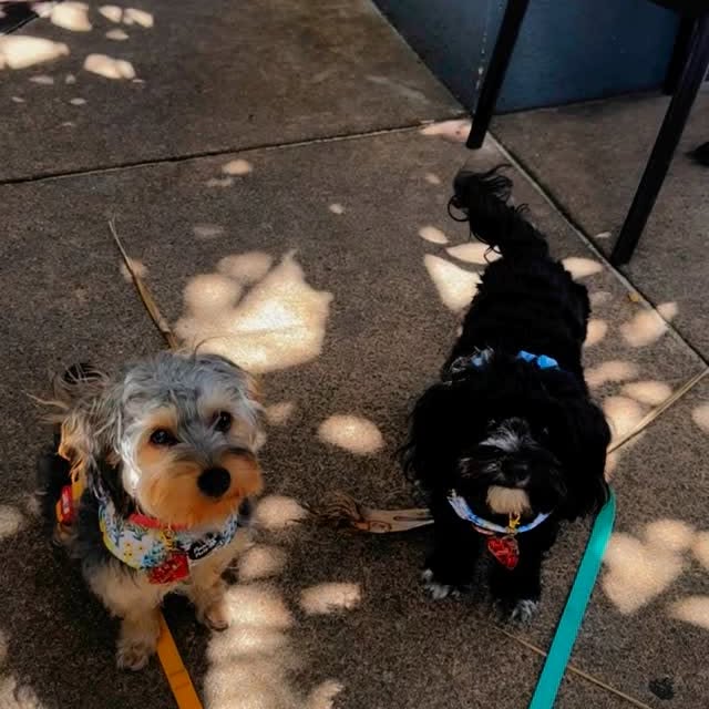 Post by yorkipoo_louie