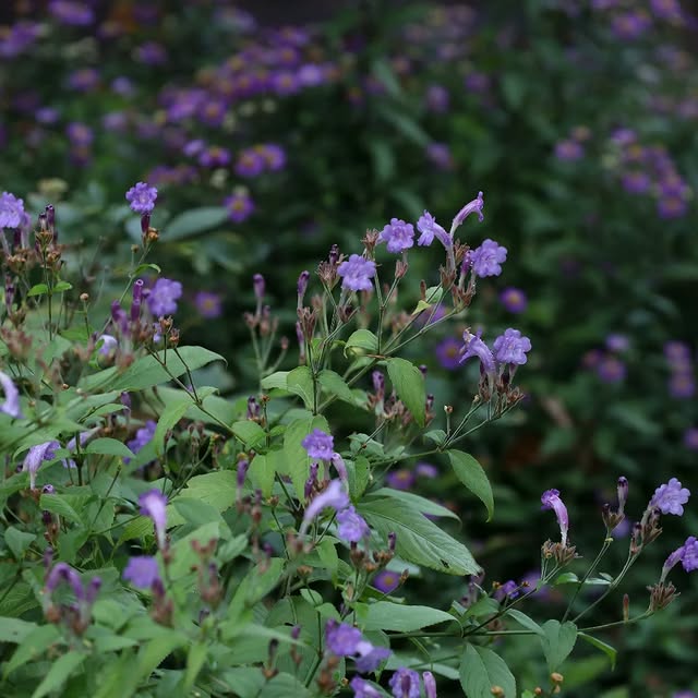 Post by basilikum_und_kaktus