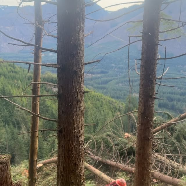 Post by thulinetimberco