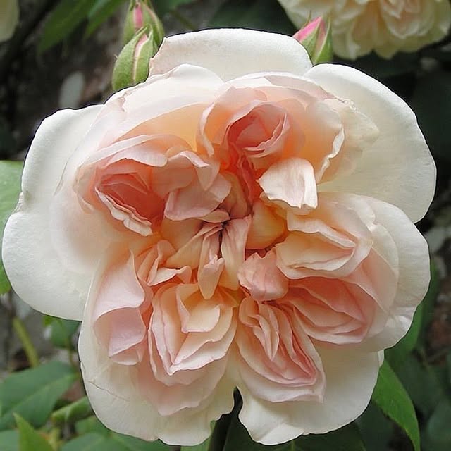 Post by jothompsongarden