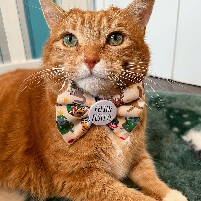 Post by a_ginger_cat_named_rascal