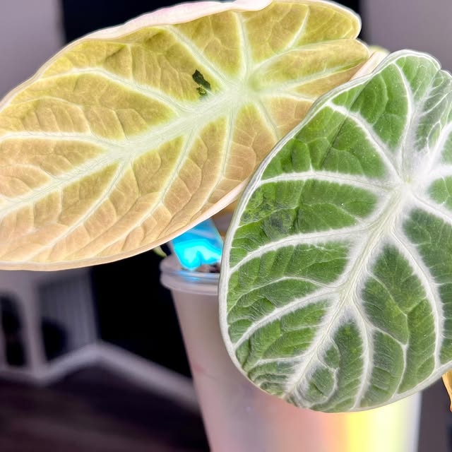 Post by alltheplantys