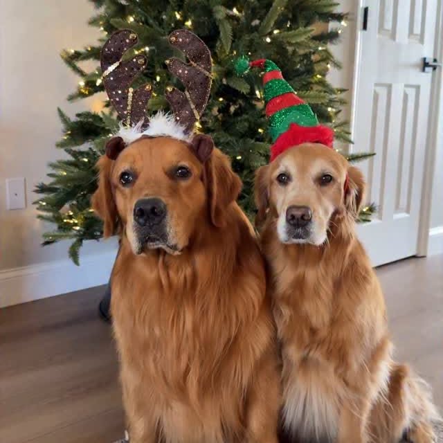 Post by bowen_thegolden
