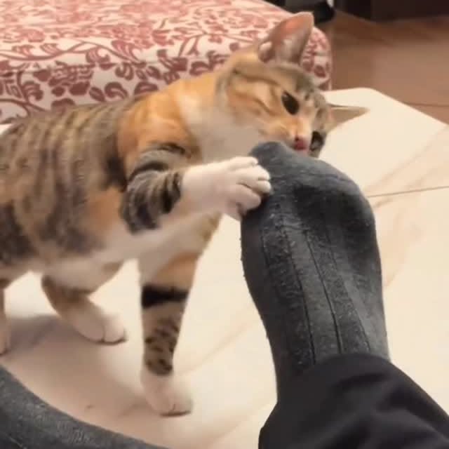 Post by cat.memes.hub