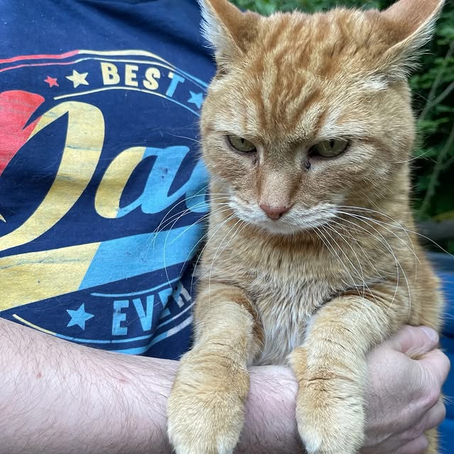 Post by cobblerkittycat