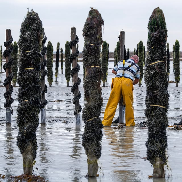 Post by huitresdenormandie