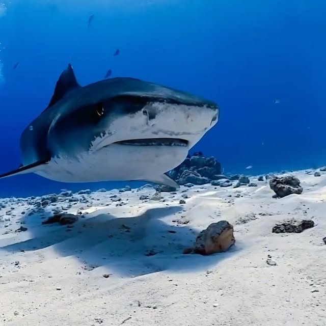 Post by davide_nautilus