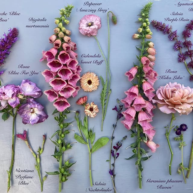 Post by katesinthegarden