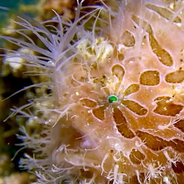 Post by davide_nautilus