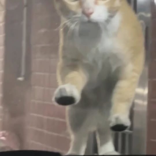 Post by cats_nomad18