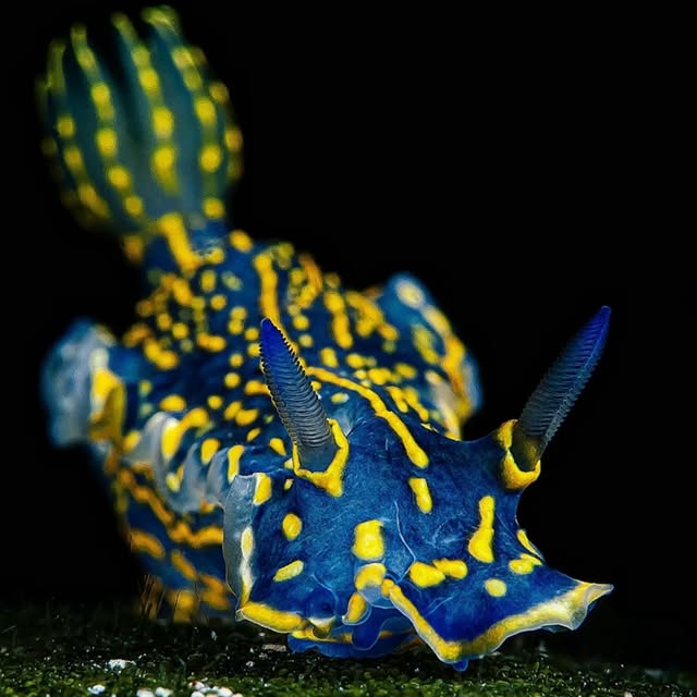 Post by submariner_202