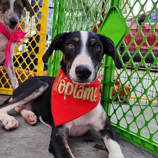 Post by rescatecanalero