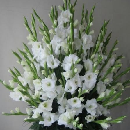 Post by flowersonly4you