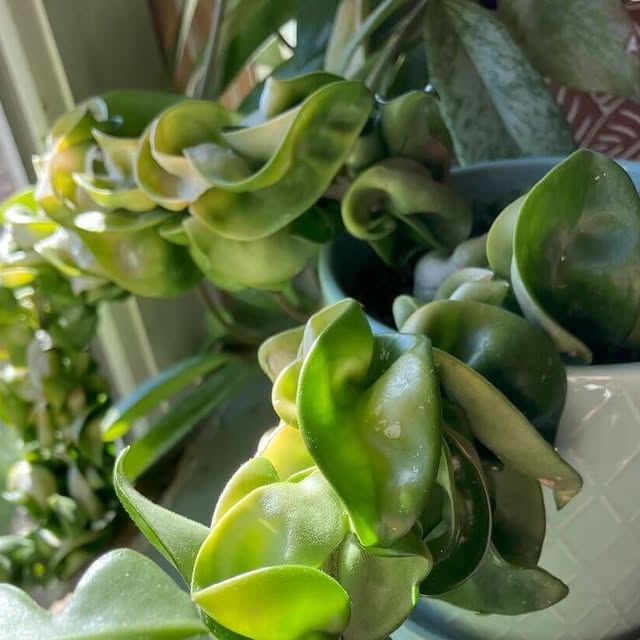 Post by smallspacesgreatlife