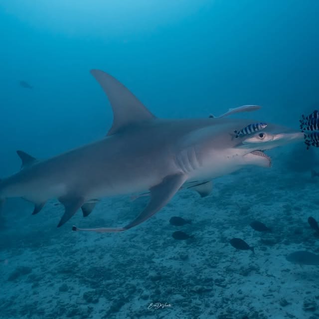 Post by ericdevicente