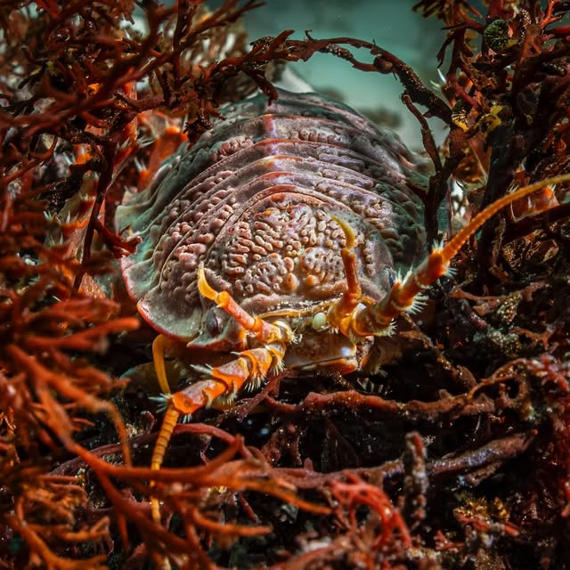 Post by underwaterpat