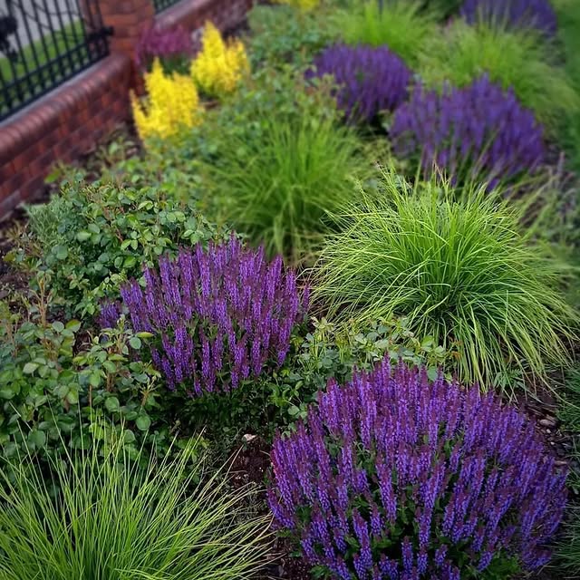 Post by garden_desiign