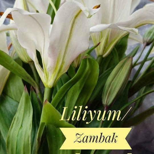 Post by sogukporselen_dekor