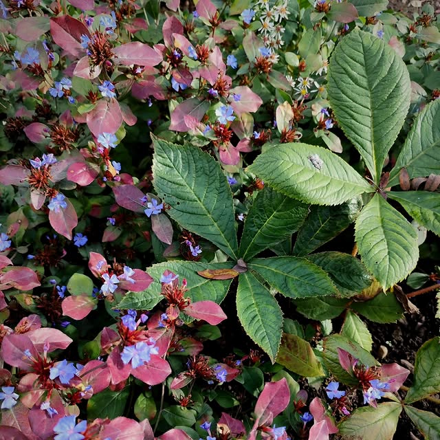 Post by rasalaurinaviciene