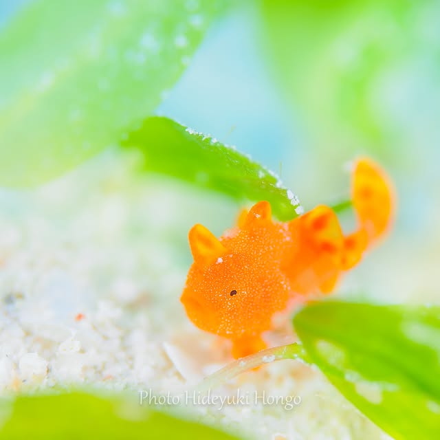 Post by hideyukihongo