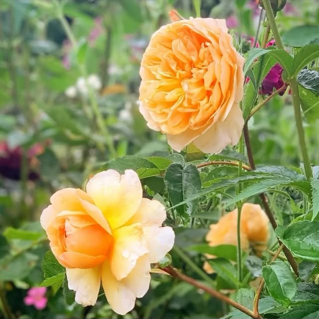 Post by jothompsongarden