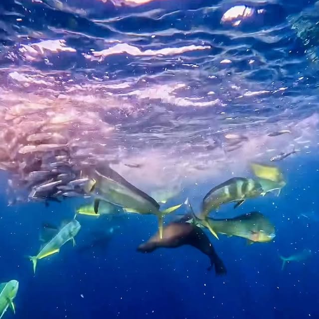 Post by davide_nautilus