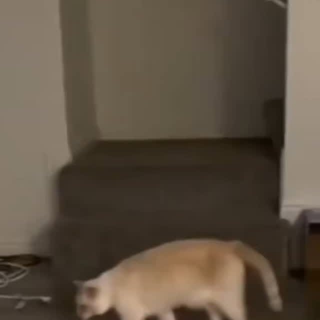 Post by zueirapetsoficial