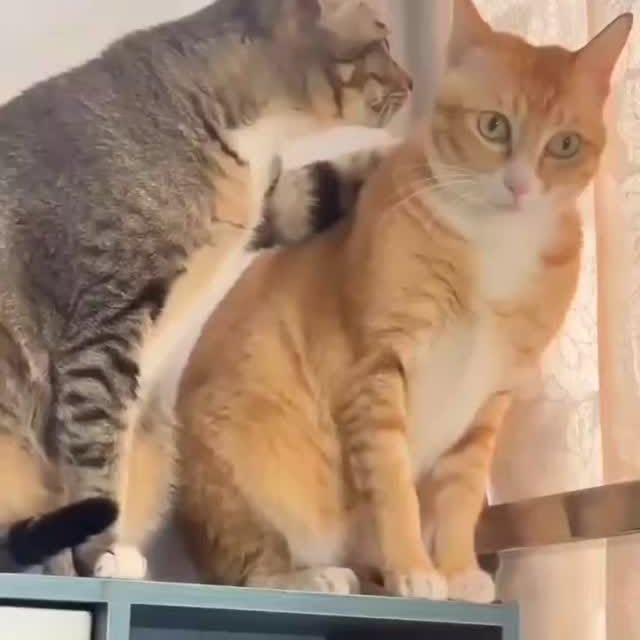 Post by cats_meows_planet