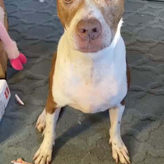 Post by rescuedogeso