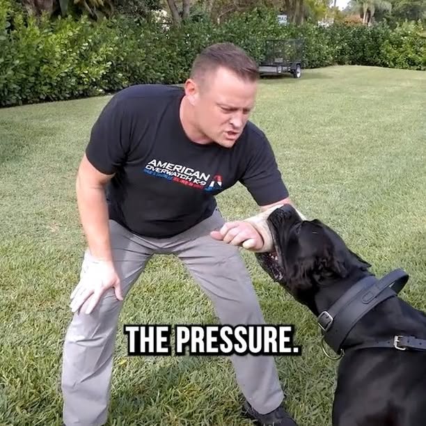 Post by braintrainingdogs_easy