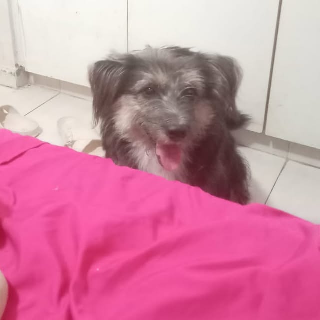 Post by rescatecanalero