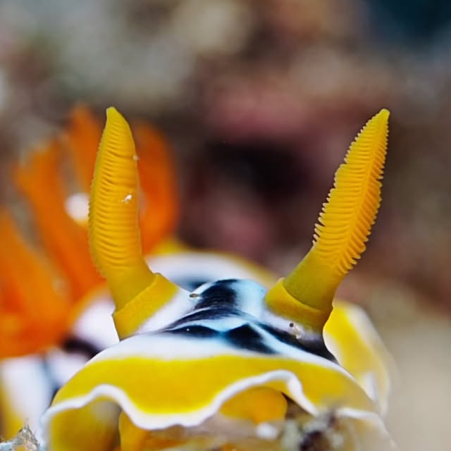 Post by uw.ocean.visuals