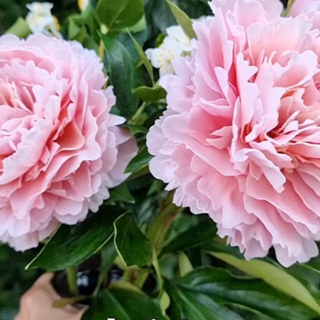 Post by galinakhabibova