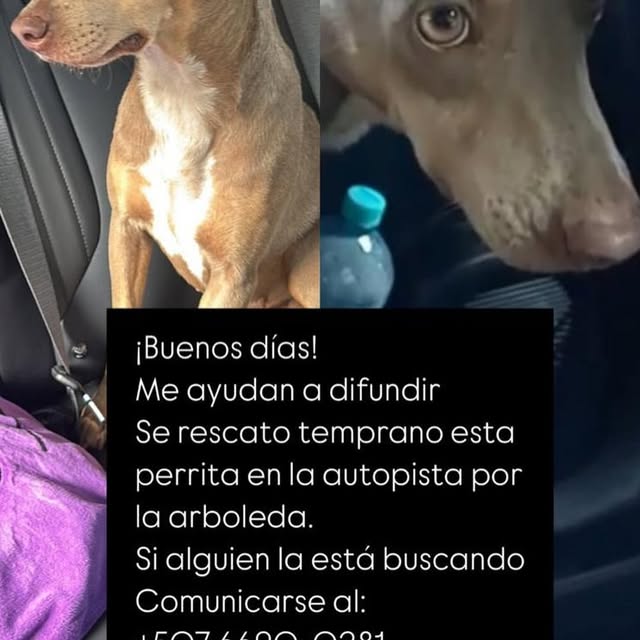 Post by rescatecanalero