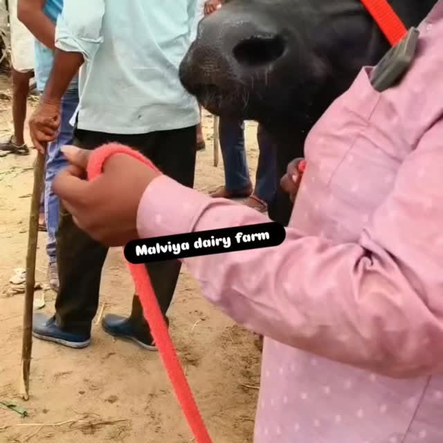 Post by malviya_dairy_farm_143