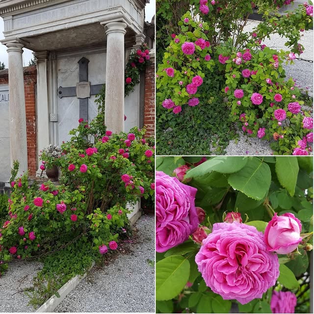 Post by classic_garden_e