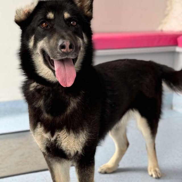 Post by strongheartsdogs