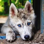 lovinganimals.dg
