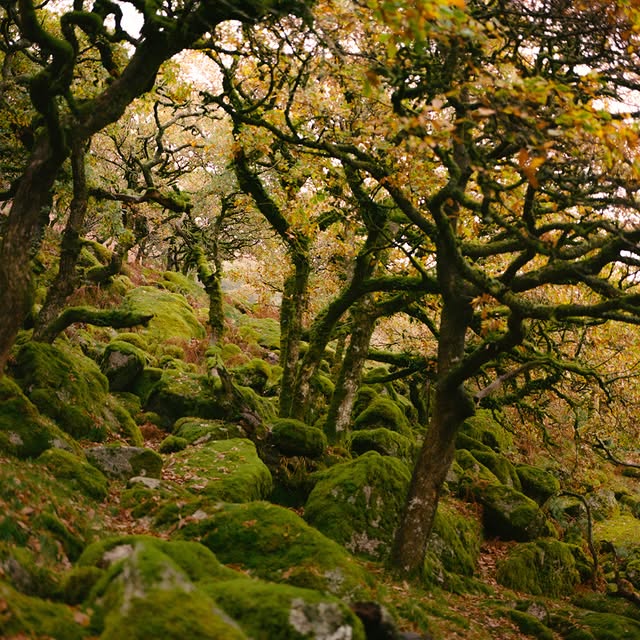 Post by canopyandstars