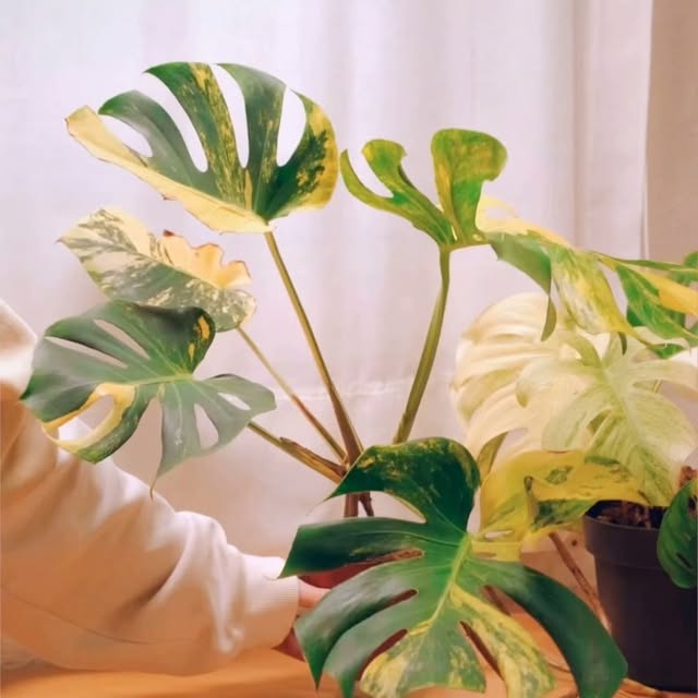 Post by aureumbotanicals