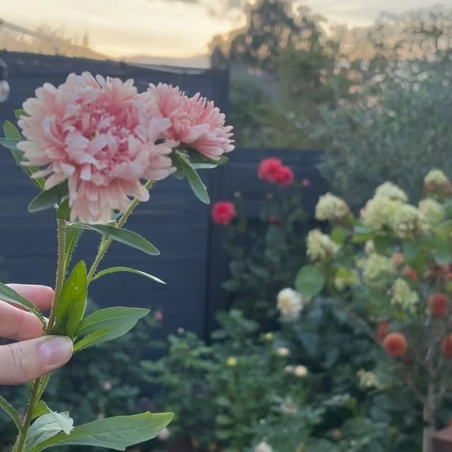 Post by charlies_blooms