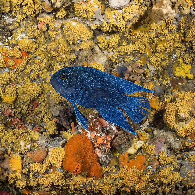 Post by sammyglenn_dives