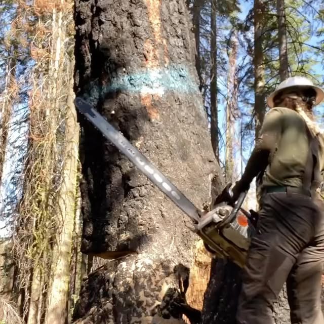 Post by urlocallumberjill