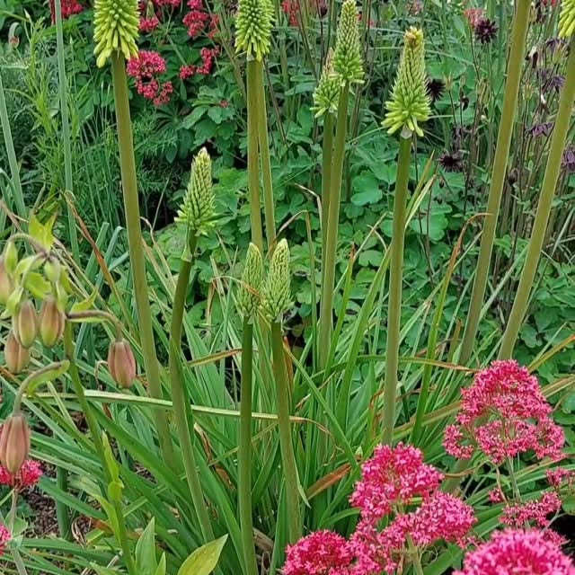 Post by jelle_grintjes