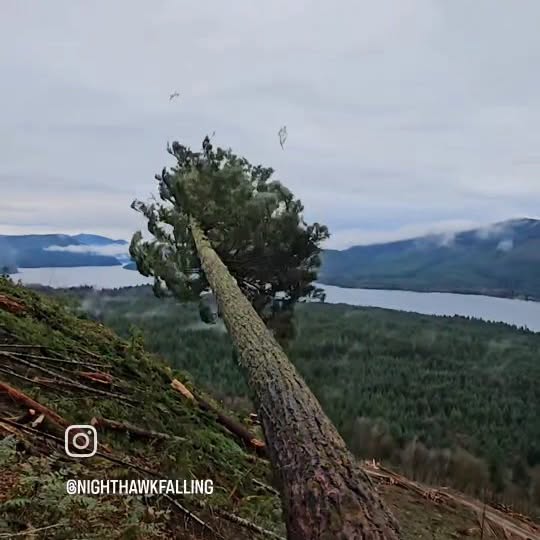 Post by nighthawkfalling