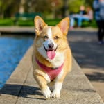 dogszoni