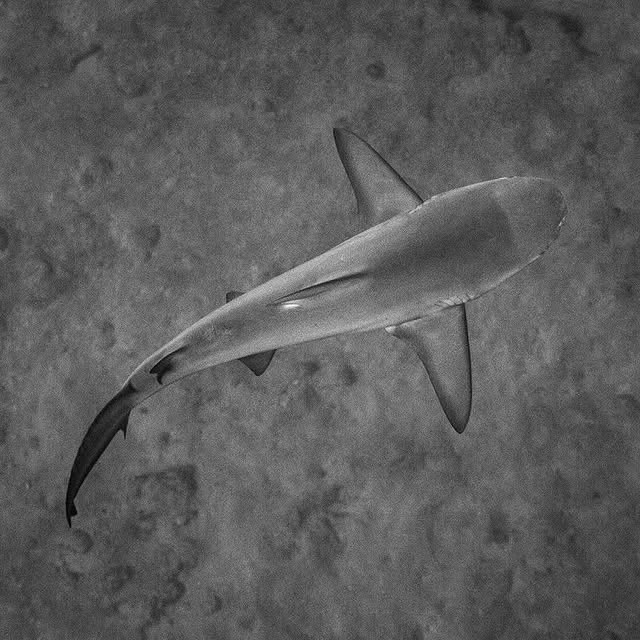 Post by fishportrait